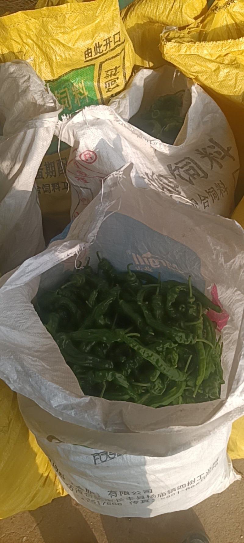 新鲜的皱皮辣椒特辣薄皮支持商超精品，电商货，全国发货批发