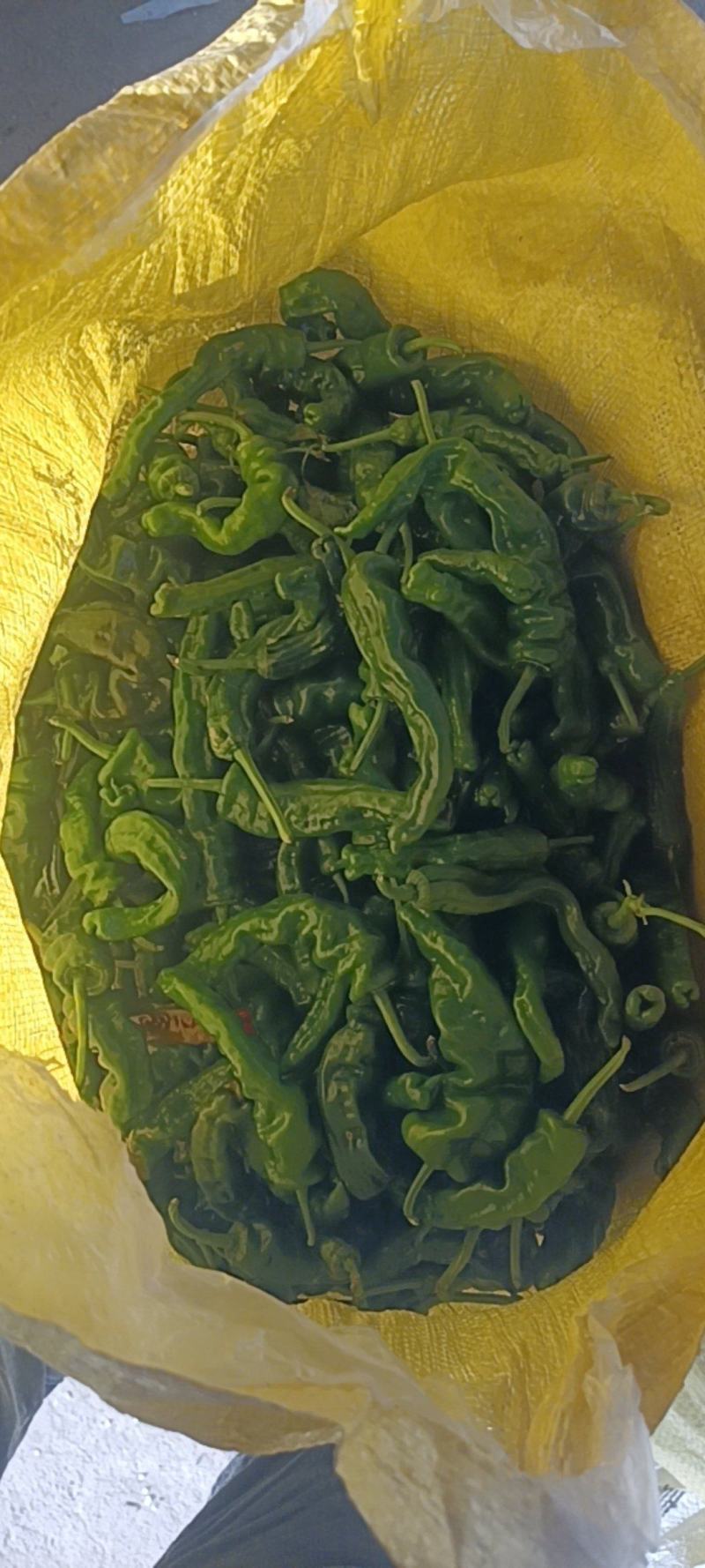 新鲜的皱皮辣椒特辣薄皮支持商超精品，电商货，全国发货批发
