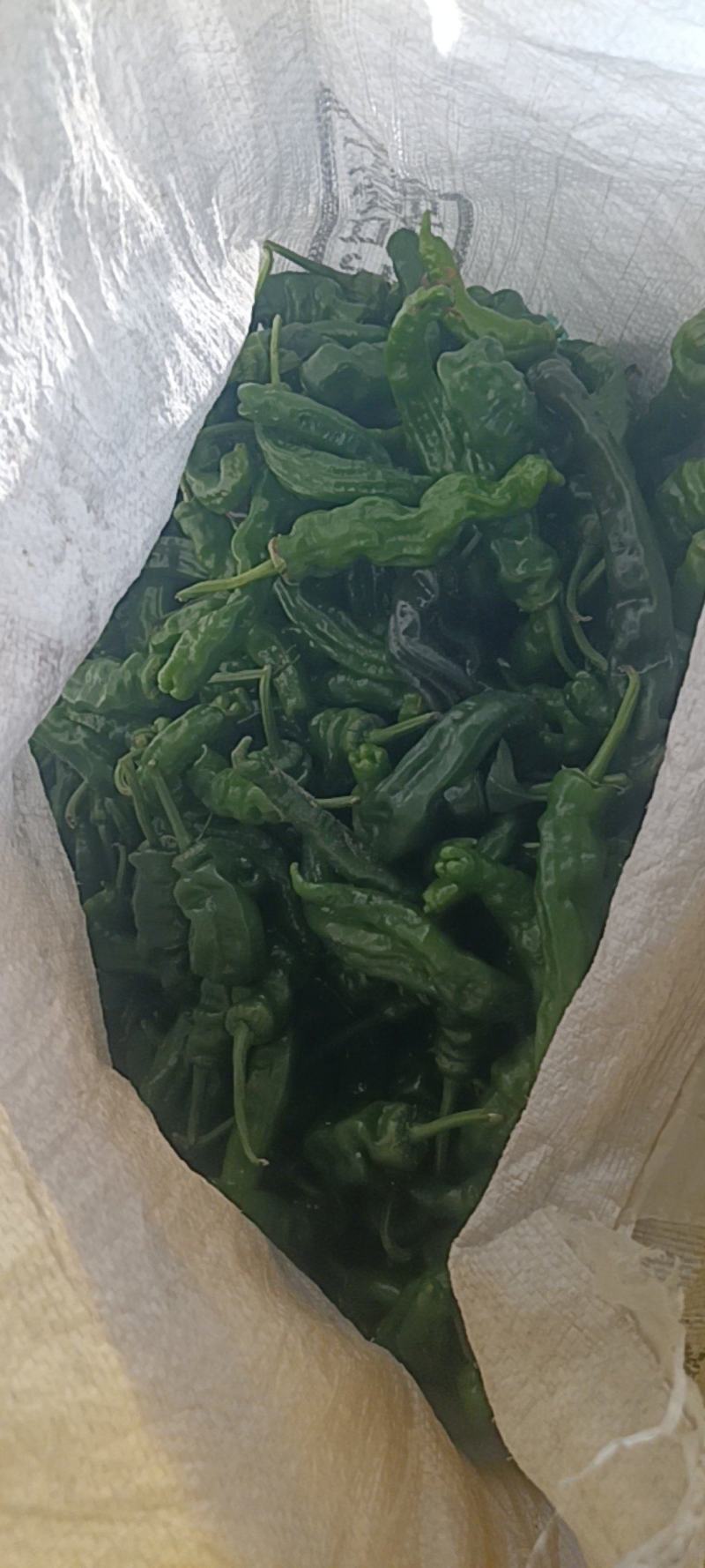 新鲜的皱皮辣椒特辣薄皮支持商超精品，电商货，全国发货批发