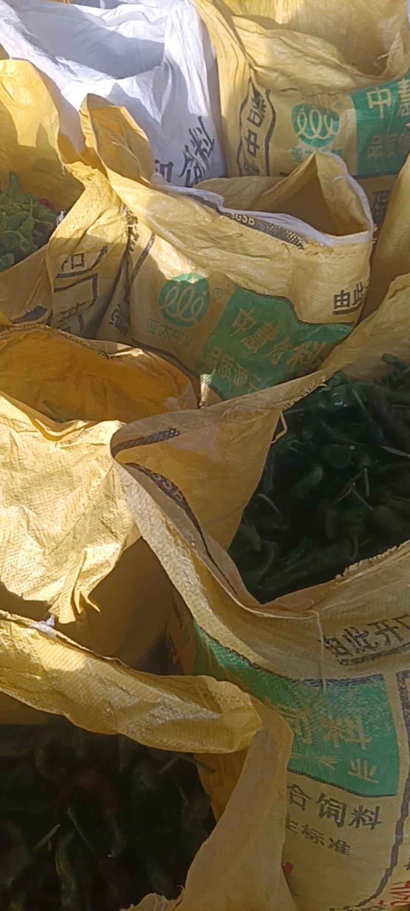新鲜的皱皮辣椒特辣薄皮支持商超精品，电商货，全国发货批发
