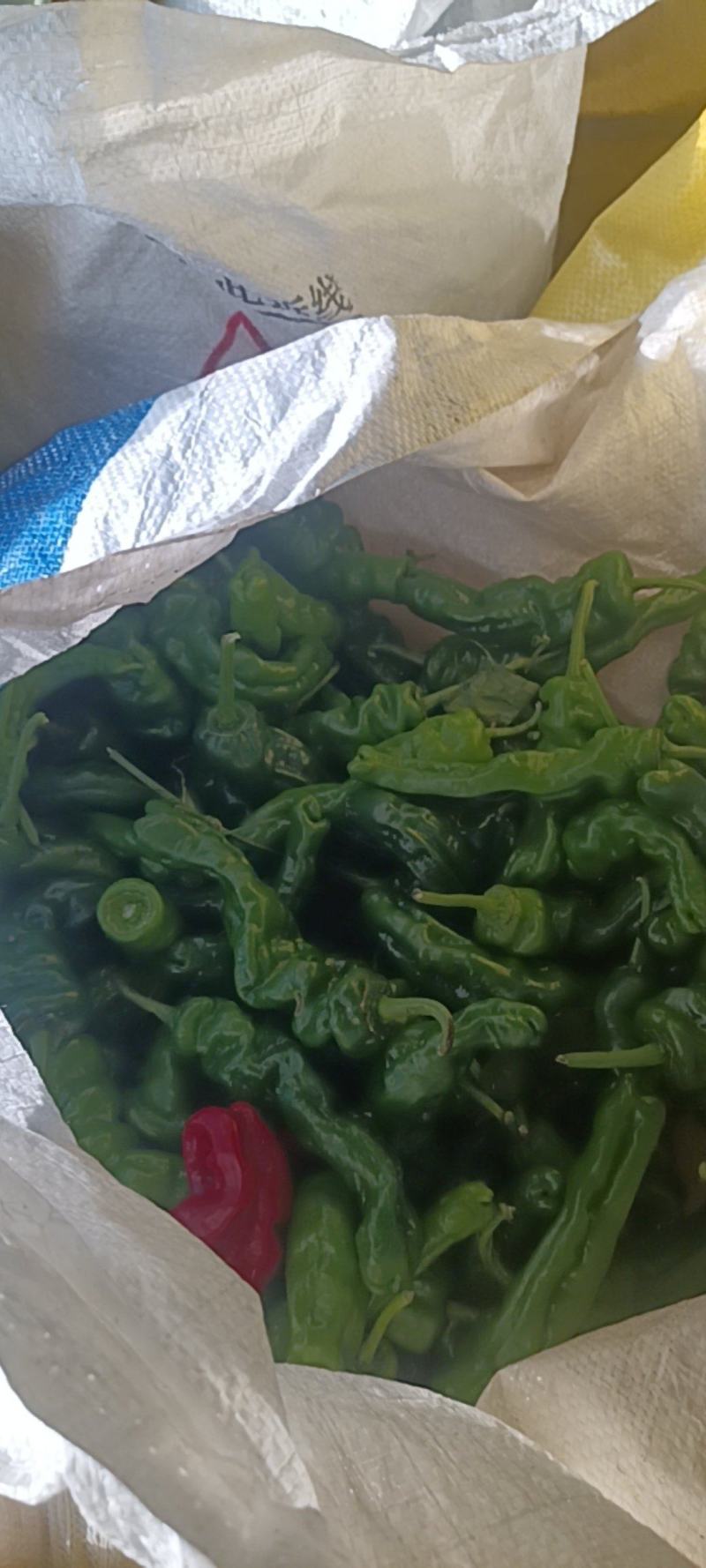 新鲜的皱皮辣椒特辣薄皮支持商超精品，电商货，全国发货批发
