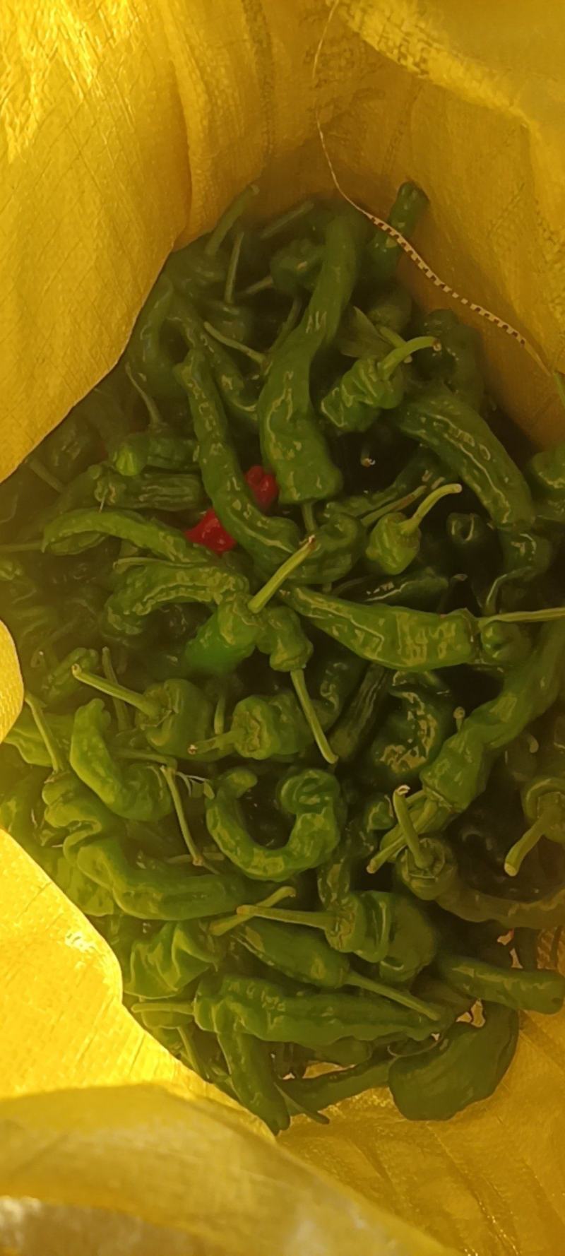 新鲜的皱皮辣椒特辣薄皮支持商超精品，电商货，全国发货批发