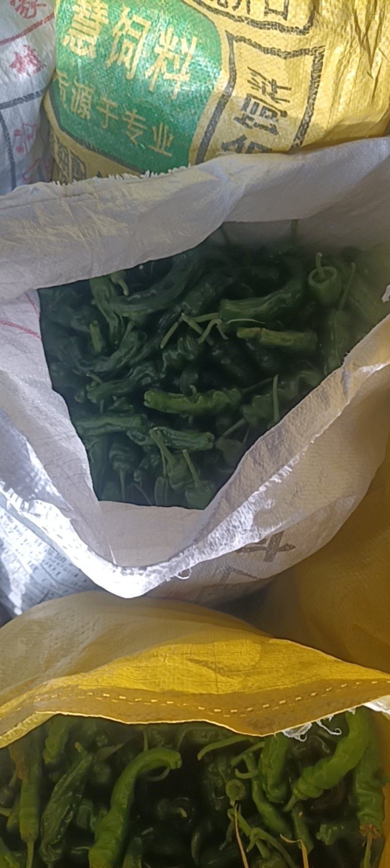 新鲜的皱皮辣椒特辣薄皮支持商超精品，电商货，全国发货批发