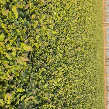 荠菜
