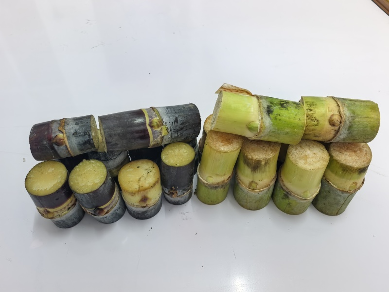 黄皮，黑皮甘蔗种苗包成活