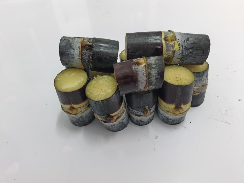 黄皮，黑皮甘蔗种苗包成活