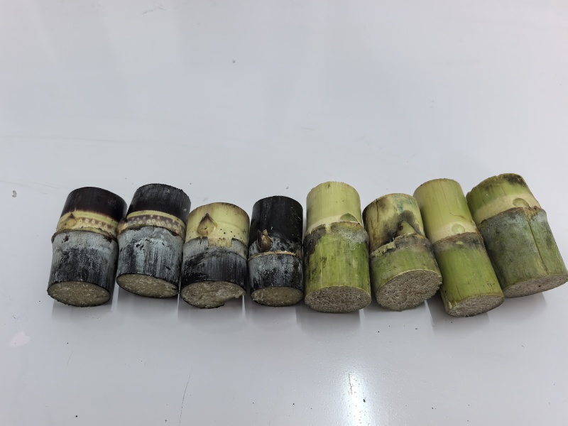 黄皮，黑皮甘蔗种苗包成活