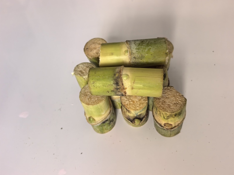 黄皮，黑皮甘蔗种苗包成活