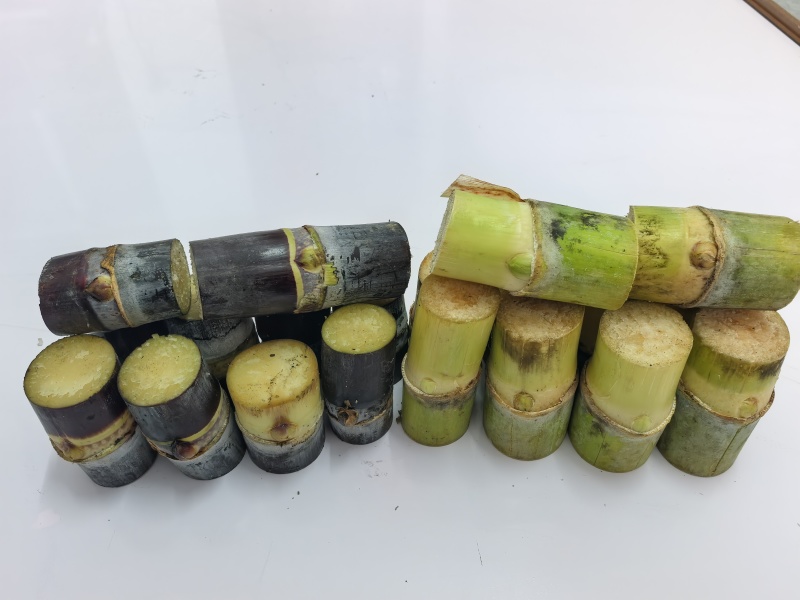 黄皮，黑皮甘蔗种苗包成活