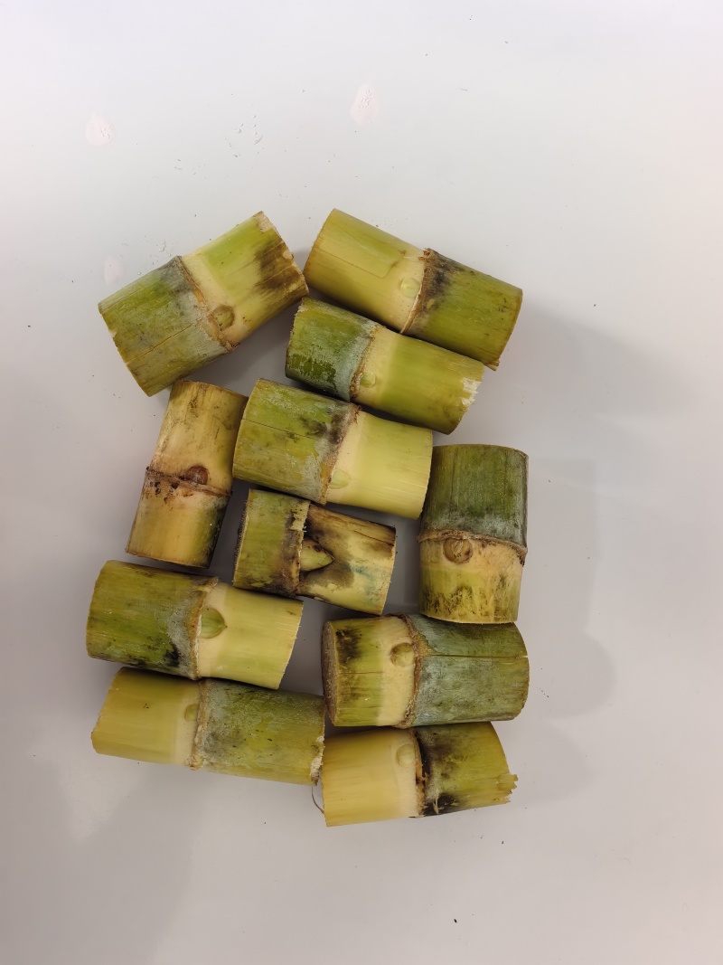 黄皮，黑皮甘蔗种苗包成活