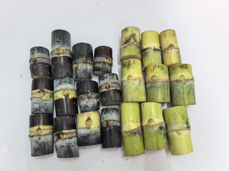 黄皮，黑皮甘蔗种苗包成活
