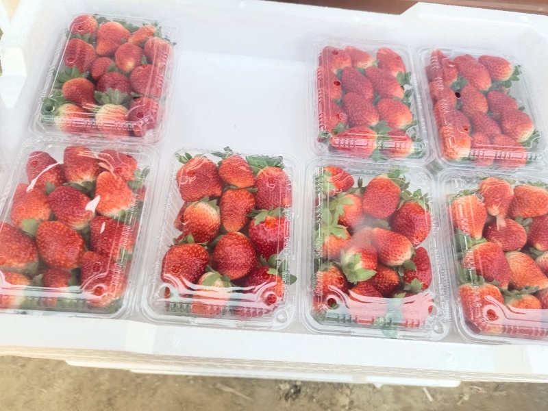 草莓，货发全国，提供各种包装，品种齐全。