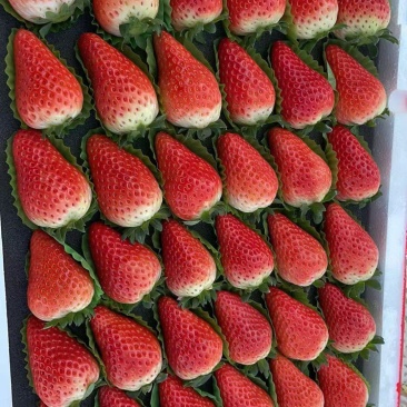 草莓，货发全国，提供各种包装，品种齐全。