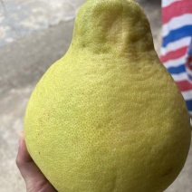 正宗老树沙田柚