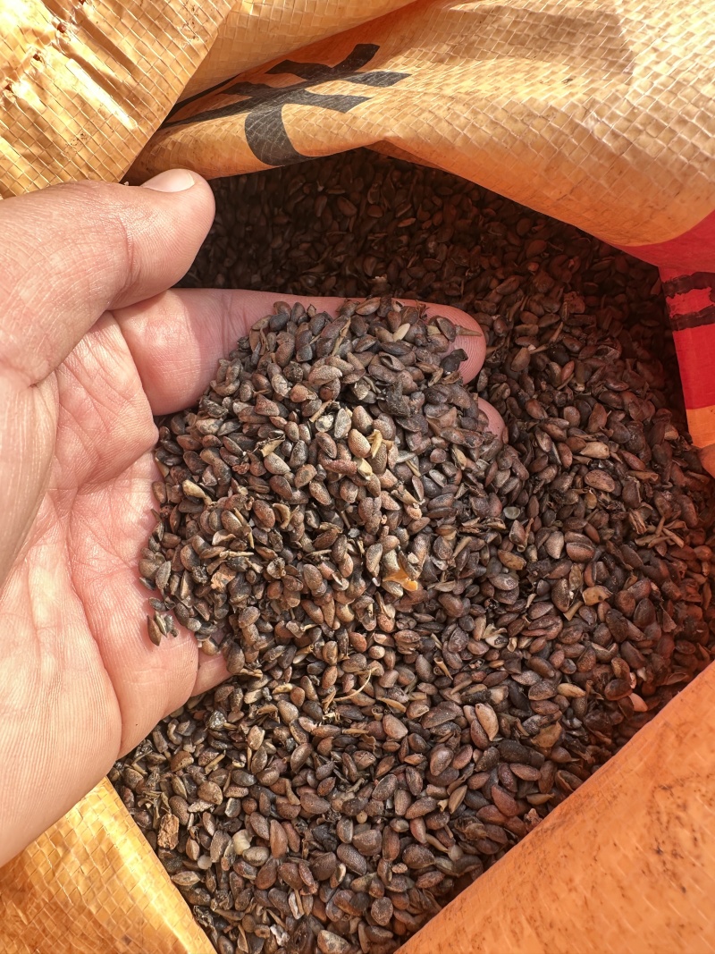 正宗川黄柏种子，厚皮精品，籽粒饱满，发芽率高