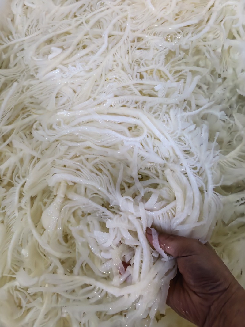 白千层，长年大量有货，价格透明全国发货，适用火锅串串冒菜