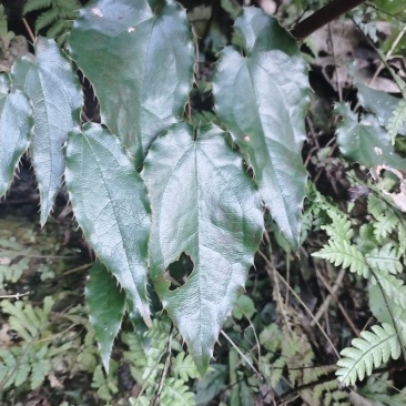 淫羊藿苗子精选好苗