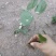 淫羊藿苗子精选好苗