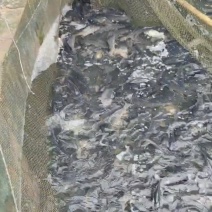 精品鲤鱼