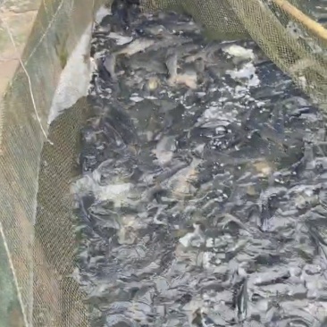 精品鲤鱼