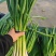 亳州精品蒜苗红根白根