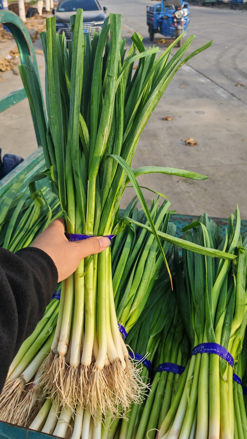亳州精品蒜苗红根白根