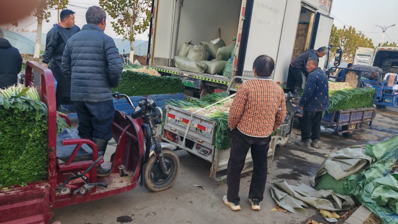 亳州精品蒜苗红根白根