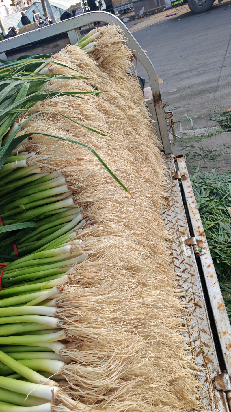 亳州精品蒜苗红根白根