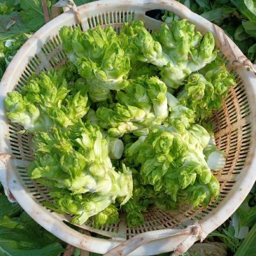 大心儿菜