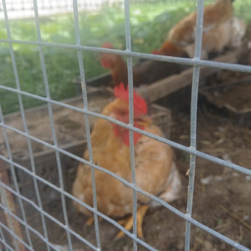 活鸡