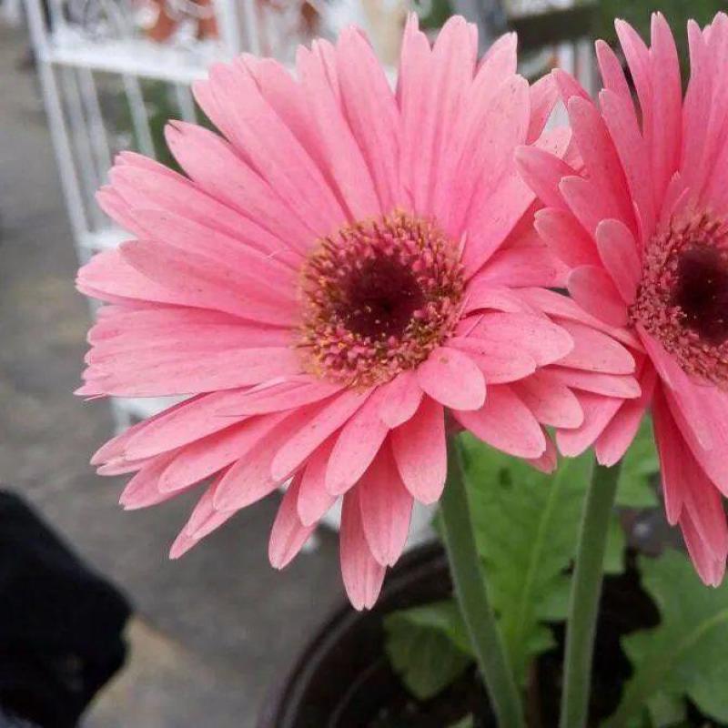 非洲菊花种子重瓣非洲菊种籽四季易种活阳台室内室外盆栽花卉