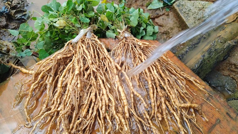 粉防己驯化苗，根须发大，成活率高，产量好