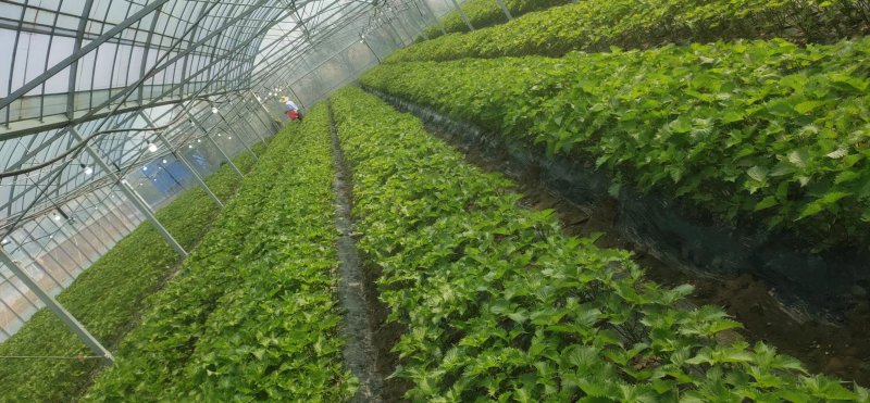 紫苏大叶日料