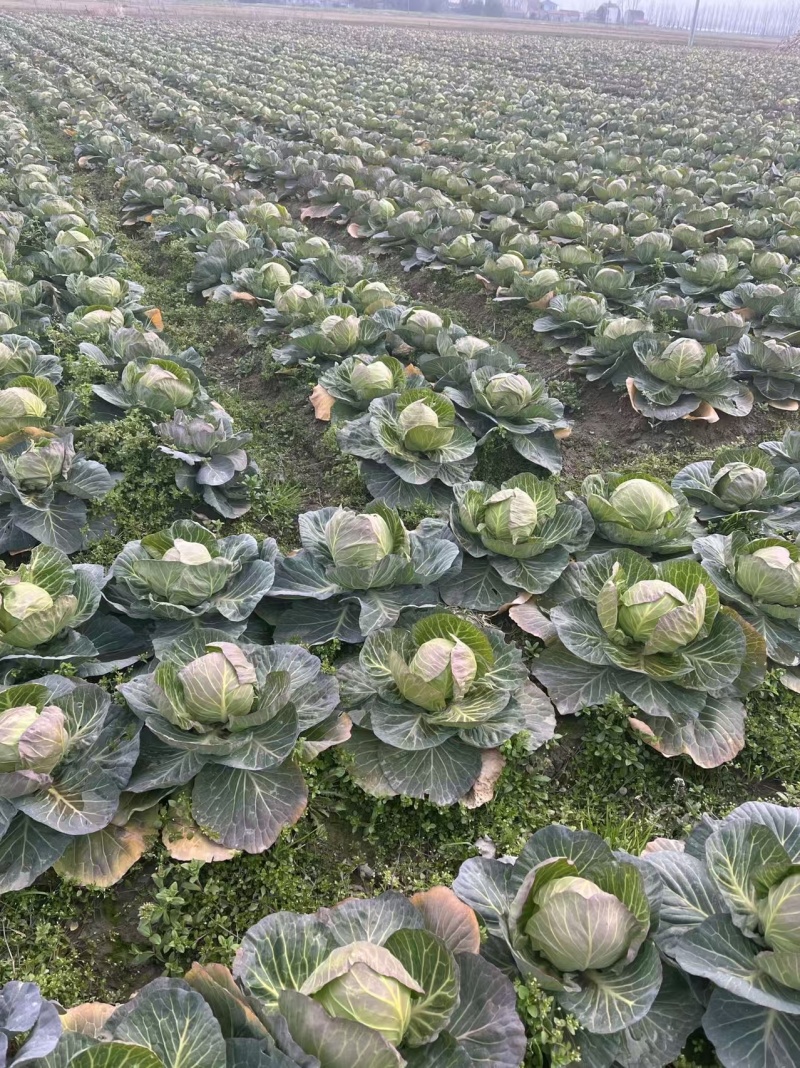 湖北精品甘蓝圆包菜产地直发品质保证量大从优一手货