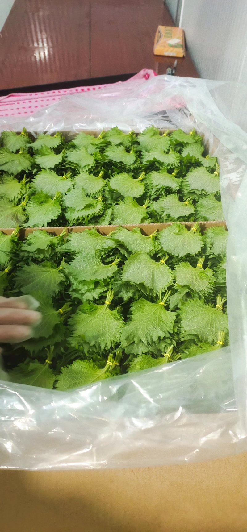 紫苏大叶日料