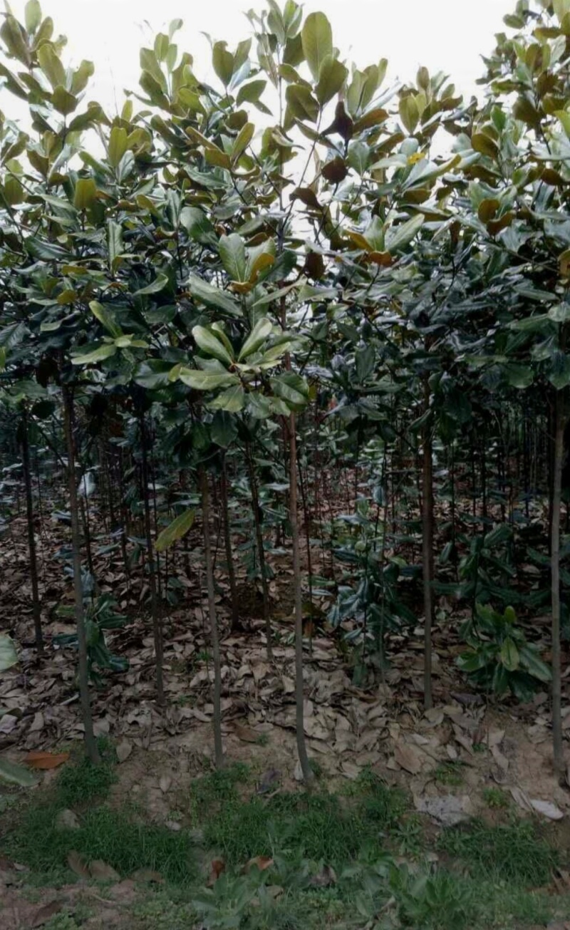 基地大量出售2-15公分广玉兰
