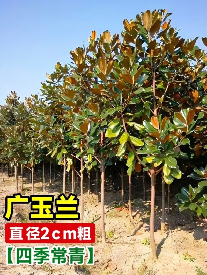 基地大量出售2-15公分广玉兰