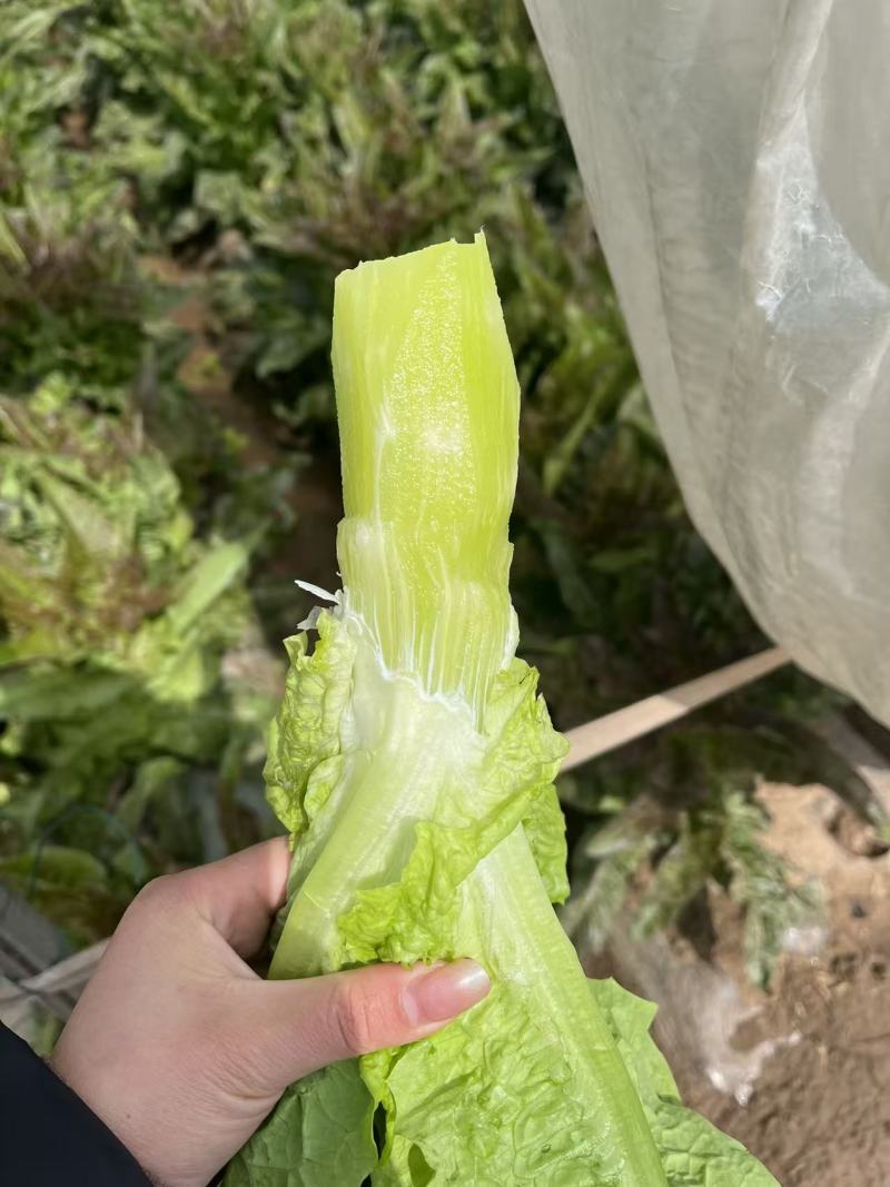 湖北精品红叶香莴苣大量上市品质保证量大从优一手货