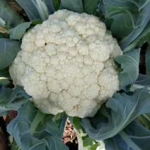 湖北精品松花菜菜花大量上市品质保证量大从优一手