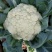 湖北精品松花菜菜花大量上市品质保证量大从优一手
