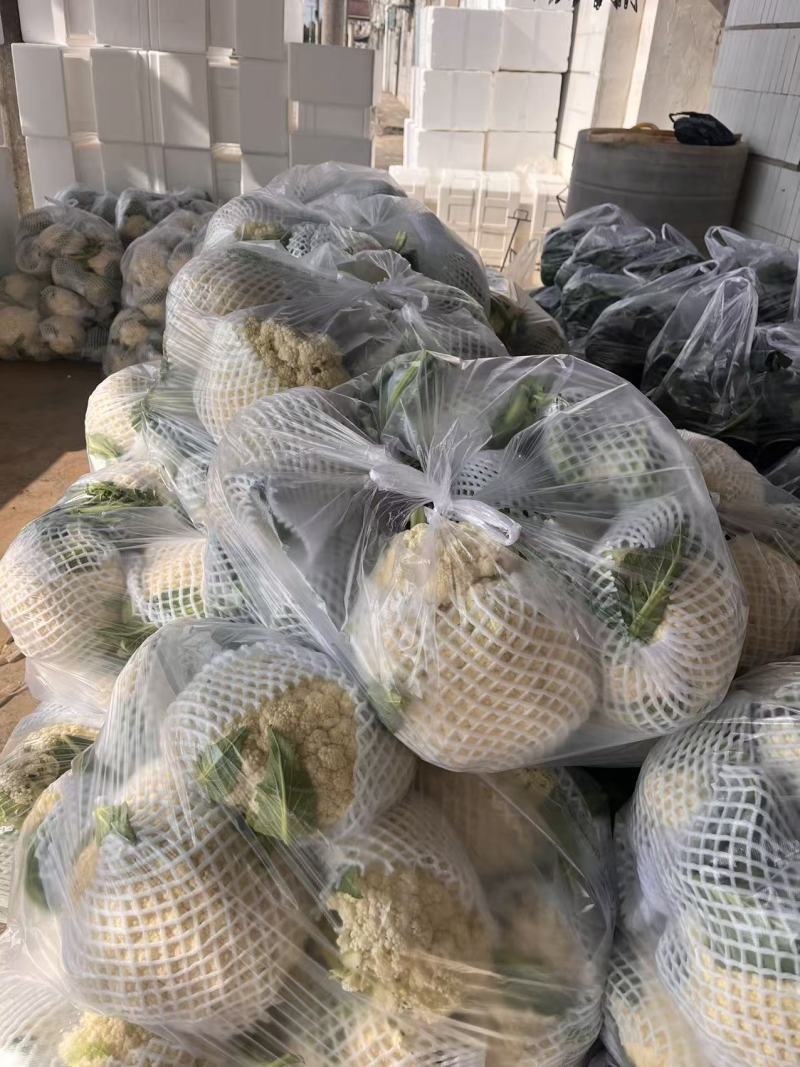 湖北精品松花菜菜花大量上市品质保证量大从优一手