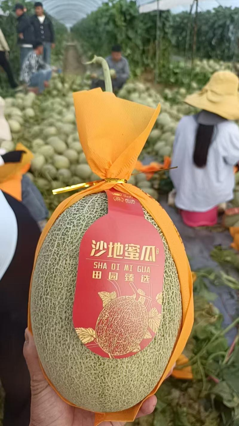 精品哈密瓜/海南哈密瓜产地供应量大从优质量保证欢迎咨询
