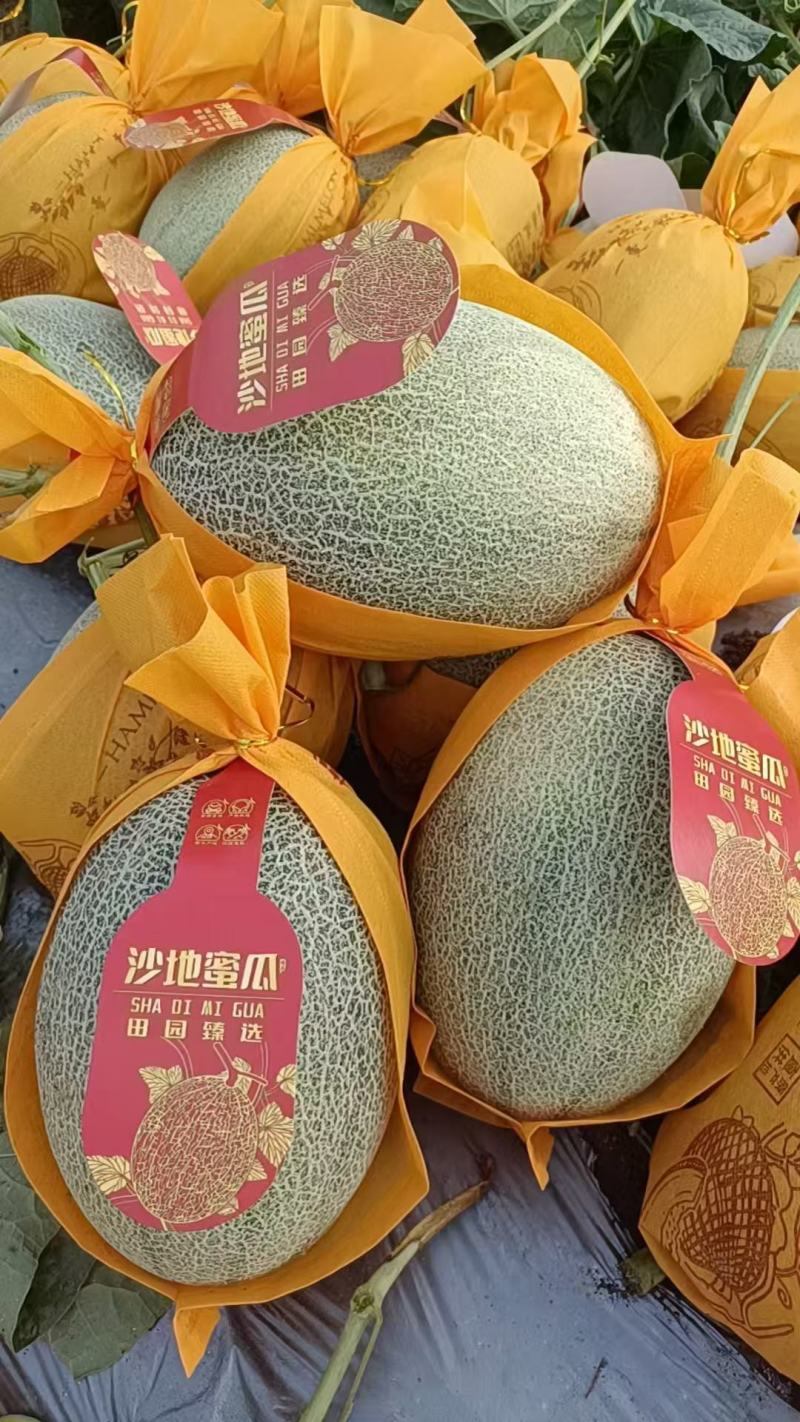 精品哈密瓜/海南哈密瓜产地供应量大从优质量保证欢迎咨询
