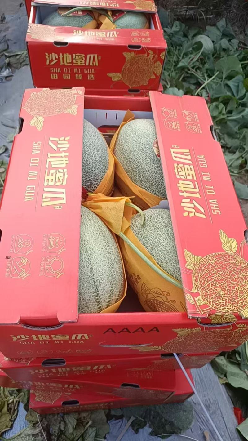 精品哈密瓜/海南哈密瓜产地供应量大从优质量保证欢迎咨询