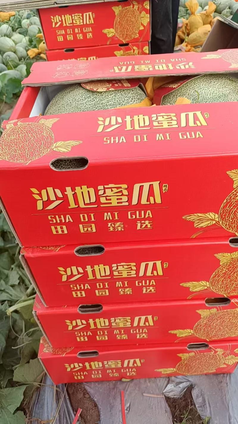 精品哈密瓜/海南哈密瓜产地供应量大从优质量保证欢迎咨询