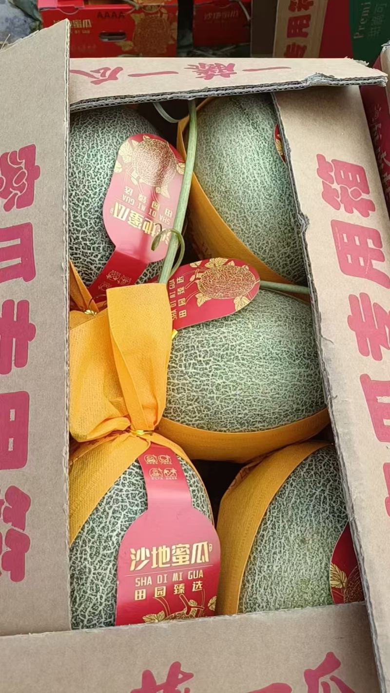 精品哈密瓜/海南哈密瓜产地供应量大从优质量保证欢迎咨询