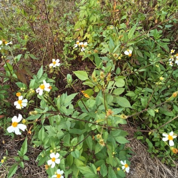 野生自采无硫晒干鬼针草干货切段