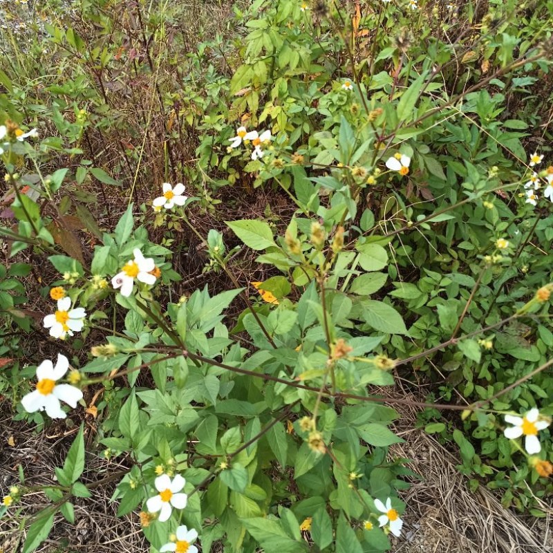野生自采无硫晒干鬼针草干货切段