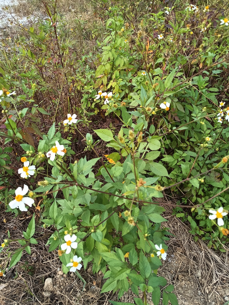 野生自采无硫晒干鬼针草干货切段