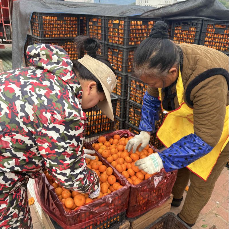 🔥八月桔-粆糖桔，纯甜无渣、大量现货，对接市场多多仓